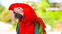 Kolik let žije živý parrot ara doma